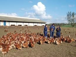 poules-plein-air.jpg