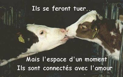 vache-et-veau.jpg