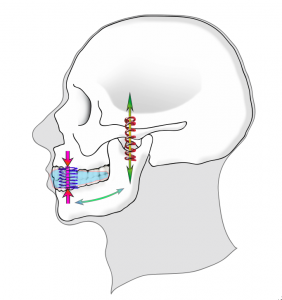 image-kinepod-dent-1-282x300-copie-1