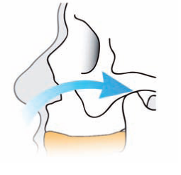 respiration