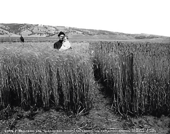 The Homesman