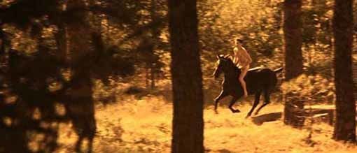 Reflections-in-a-Golden-Eye----Robert-Forster.jpg