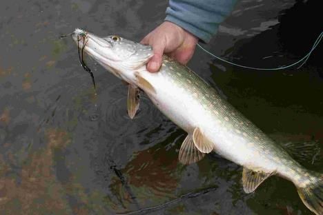 poisson-riviere.jpg