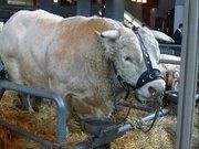 vache-7.jpg