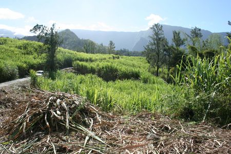 Un champ de cannes à sucre à Salazie , dans les Hauts de la Réunion
