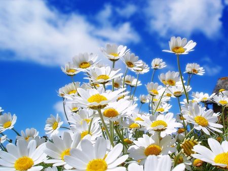flores