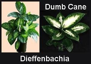 Dumb Cane Handsome Leaves And Poisonous Sap Earthdragon S Dumb Cane Plant Summary