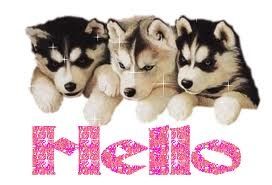 hello-dogs