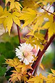 Chrysantheme-automne.jpg