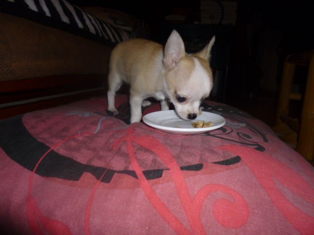 Chihuahua Harley né le 10/12/2012