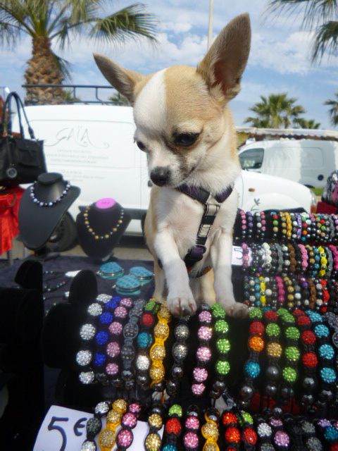 Chihuahua Harley né le 10/12/2012