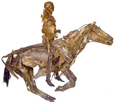 Ecorche_Fragonard.png
