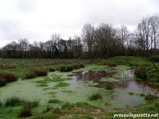 30-etang-zone-humide-remplie-de-biodiversite.jpg