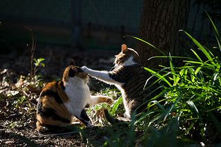 chats-bagarre.jpg
