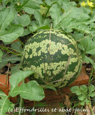 Melon-d-eau-2012--2b-.jpg