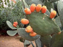 cactus-figuier-.jpg
