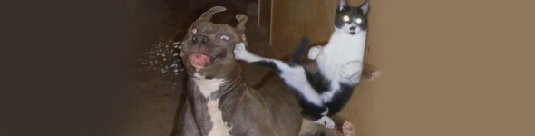 chat-alors.png
