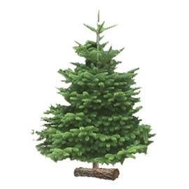sapinnordmann-pj.jpg