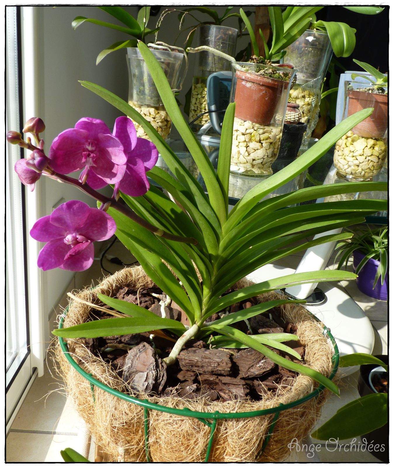 Vanda ascocenda : La floraison - Ange Orchidées